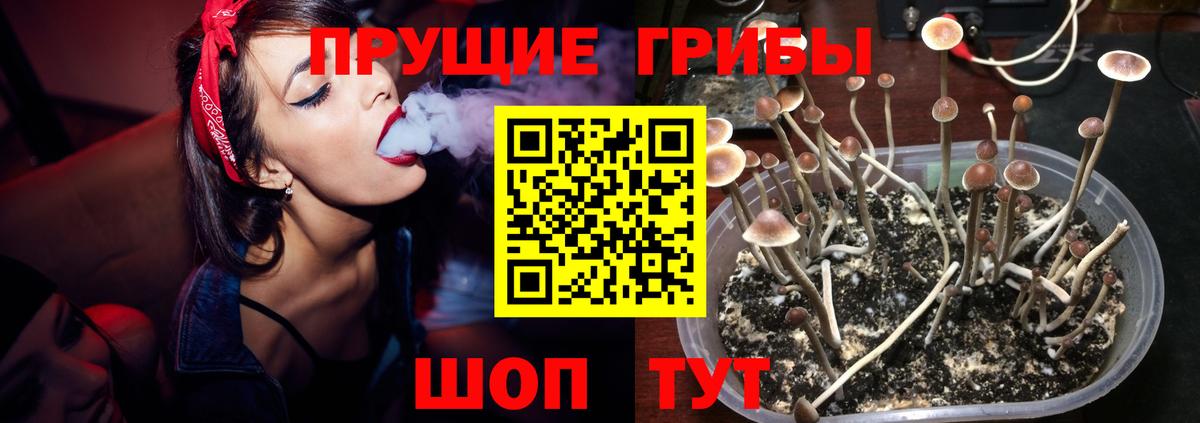 Псилоцибиновые грибы Magic Shrooms  хочу наркоту  Псилоцибиновые грибы MAGIC MUSHROOMS  Дзержинск  Вход с VPN 